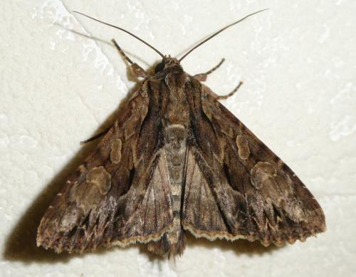 Réf. 234 186 : Apamea monoglypha